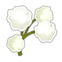Coton Ancestral