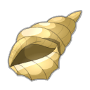 Conque Marine