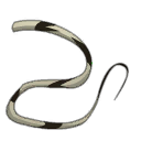 Long poil de Kaniglou