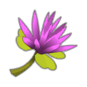 Fleur de Kaliptus
