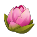 Fleur de Nenufor Tilotus