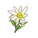 Edelweiss