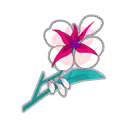 Orchidée Freyesque