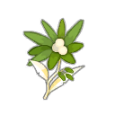 Edelweiss Marguerite