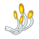 Étamine de Floribonde
