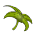 Bractée de Chiendent