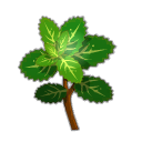 Menthe Sauvage