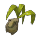 Mandragore