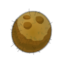 Noix de Kokoko