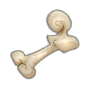 Fémur de Koalak Farouche