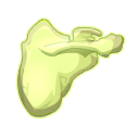 Scapula de Ben le Ripate