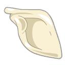 Scapula du Comte Harebourg
