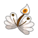 Plume du Kwakwa