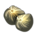 Graine de Tournesol