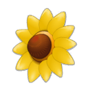 Bouclier du tournesol sauvage