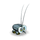 Cafard Fadet immature