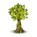 Arbuste